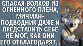 Спасая волков из огненного плена, мичман-подводник даже и представить не мог, как они отблагодарят