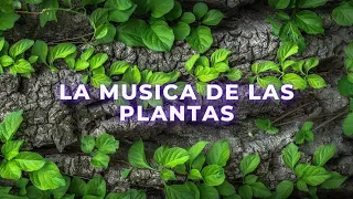 La musica de las plantas - Que es?