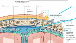 Meninges 1