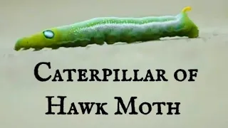 Oleander Hawk Moth || Caterpillar Movement  Transforming pupa @DineshGohil