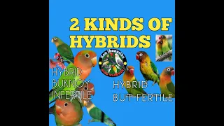 THE TWO KINDS OF HYBRID AFRICAN LOVEBIRDS