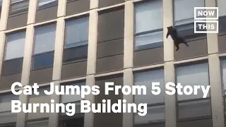 Cat Survives Fall From 5th Floor of Burning Building #Shorts