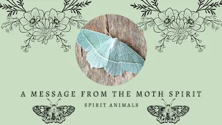 Why You Keep Seeing Moths | Moth Spirit Animal | Moth Spiritual Symbolism