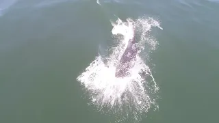 White Shark Lunging at Drone!