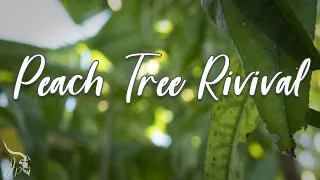 Peach Tree Revival (Part 1)