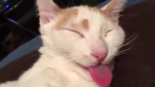 Funny Cat - Tongue pulled while asleep!!