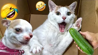 Best Funny Animals 2024😛Funniest Dogs and Cats😺🐶Part 13