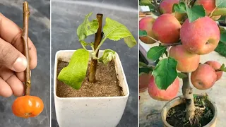 Propagate 🍎Apple 🍎 Tree  Cutting || How To GROW 🍏Apple 🍏 From Cutting