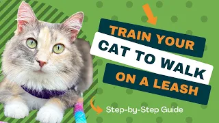 Train Your Cat to Walk on a Leash: 9-Step Tutorial