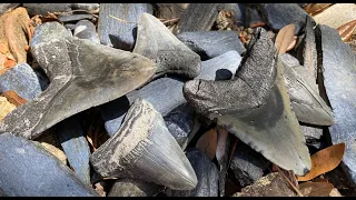 Digging a Pile of Megalodon Teeth