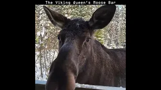 Mama Moose Came When We Installed Cameras #moose #wildlife #wildanimals