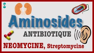 Les Aminosides - TOUT Savoir : Antibiotique Pharmacologie, NEOMYCINE, Streptomycine, TOXICITE