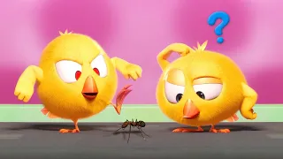 Where's Chicky? Funny Chicky 2022 🔎🐜 CHICKY AND THE ANT | Cartoon in English for Kids | New episodes