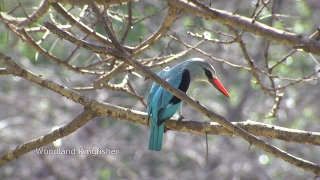 Birds of northern South Africa part 2