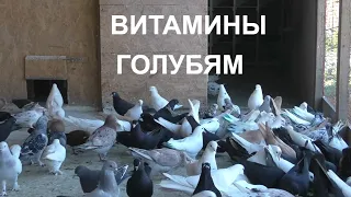 29.04.20. Одуванчик витамины для голубей.Dandelion Vitamins for Pigeons