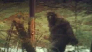 The Truth About Bigfoot: They're Not What You Think | Marathon