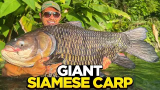 Big Carp Fishing At Gillham's Fishing Resort