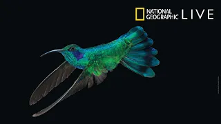 Nat Geo Live: Invisible Wonders at The Broad Stage Mar 17-18!