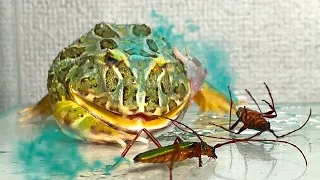 Dangerous insects / Pacman frog , African bullfrog【LIVE FEEDING】