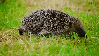 A Hedgehog in my Fields