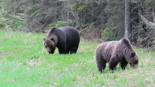 Grizzly Bears Are Dandelion's Worse Nightmare