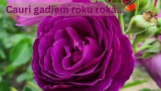 Jānis B - Cauri gadiem roku rokā