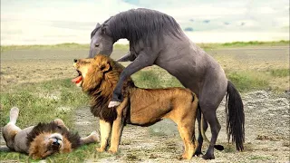 Lions Too Contemptuously Attack Wild Horses In Their Territory And Pay Dearly