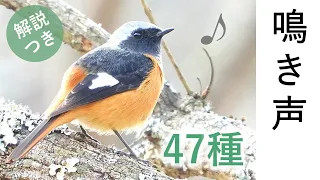 (SUB) Singing Birds - 47 species in Japan - Species names are shown in the subtitles / video for cat