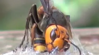 We got Giant Hornets!