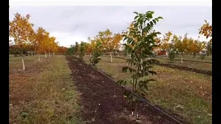 Молдавские саженцы ореха, Итоги первого года.