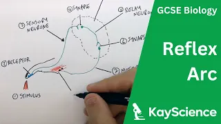 The Reflex Arc - GCSE Biology | kayscience.com