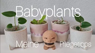 Babyplants 🌱 | Meine Pflegetipps für glückliche Babyplants 💚