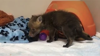 Our 3rd baby fox cub this week!