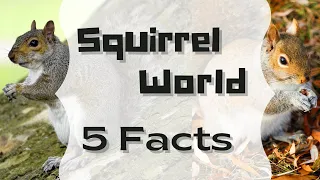 Squirrel Fun Facts for kids, adults & Everyone who loves them! 🐿#squirrels