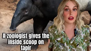 Uncover the Mysteries of the Tapir Species