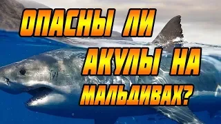 НА СКОЛЬКО ОПАСНЫ АКУЛЫ НА МАЛЬДИВАХ? О ЧЕМ МОЛЧАТ ТУР ОПЕРАТОРЫ, КОГДА ОТПРАВЛЯЮТ ВАС НА МАЛЬДИВЫ!