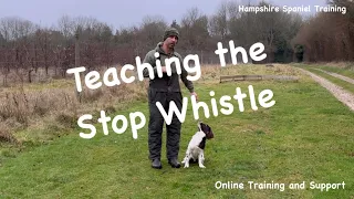 Teaching your dog to stop "Gundog basics series"