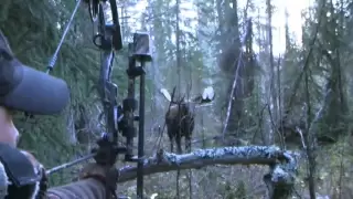 Yukon Moose Hunt