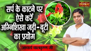 सर्प के काटने पर ऐसे करें अग्निशिखा जड़ी - बूटी का प्रयोग Benefits of Agnishikha~Acharya Balkrishna