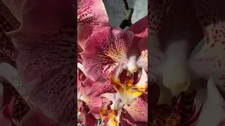 Phal. Leco Fantastic 🧡 Домашнее пышное цветение голландской орхидеи фаленопсис Леко Фантастик