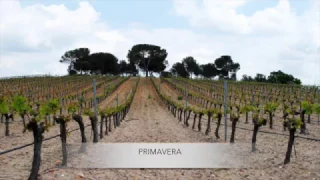 El ciclo de la vid desde Bodegas Javier Ruiz