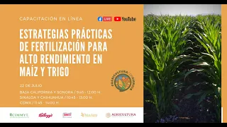 Estrategias prácticas de fertilización para alto rendimiento en maíz y trigo