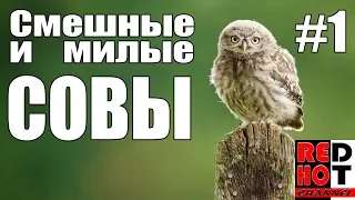 Смешные и милые совы