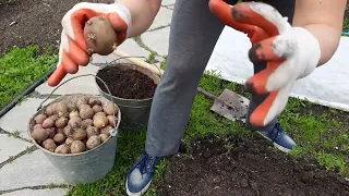Как посадить картошку одной легко и быстро? Посадка картофеля без мужчин и усилия