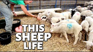A Day in My Life. 🐑 (LET’S DO SUMMER SHEEP CHORES):Vlog 324
