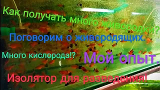 Как получать много живородящих рыбок?Изолятор.