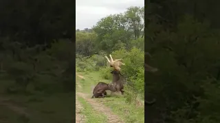 Buffalo Launches Lion Straight Into The Air! Buffalo Wins Over Lion.