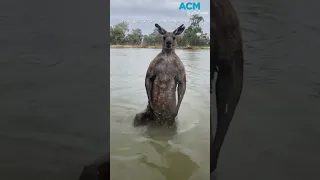 Aussie man saves dog from being drowned by kangaroo