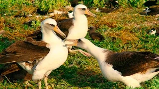 Альбатрос темноспинный - красивая морская птица (Laysan albatross)