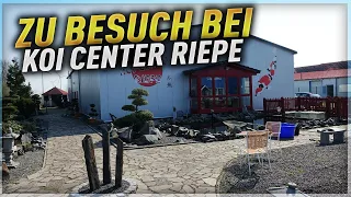 Koiteichblog [117] ★ Zu Besuch beim Koicenter Riepe